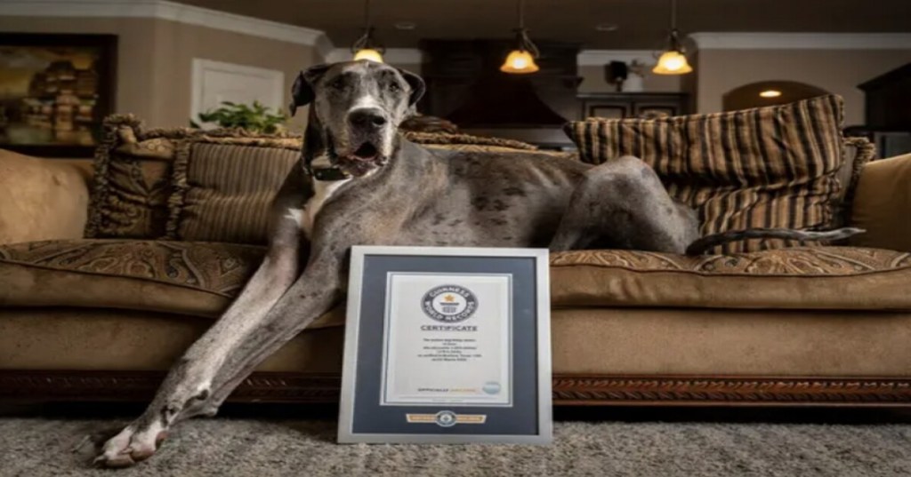 Zeus, the World’s Tallest Dog, Passes Away at Age&nbsp;3