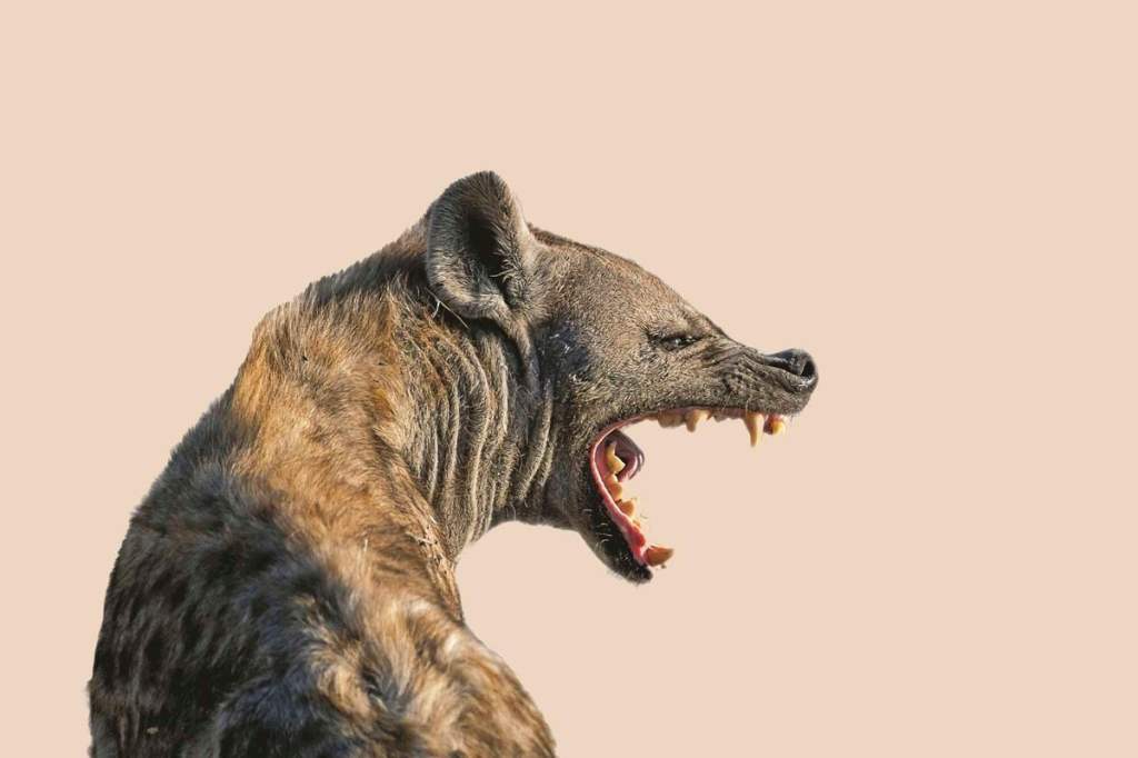 Hyena Attack Leaves One Dead and Two Injured near Multimedia University of&nbsp;Kenya