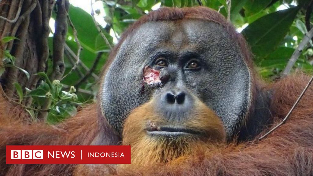 Orangutans Display Self-Medicating Behavior: Using Medicinal Plants to Treat Wounds