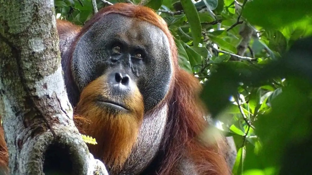 Wild Orangutans Use Medicinal Plants to Treat Wounds, Revealing Insights into Self-Medication
