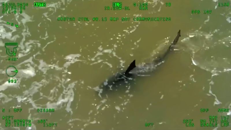 Multiple Shark Attacks Cause Panic at Texas&nbsp;Beaches