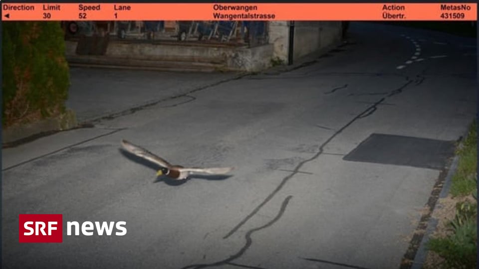 Speeding Duck Caught on Camera in Swiss Town: A Quacking Repeat&nbsp;Offender?