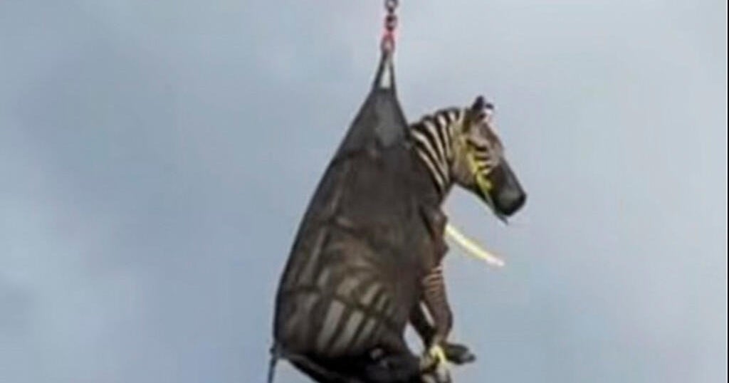 Runaway Zebra Captured After Stirring Internet Sensation in&nbsp;Tennessee