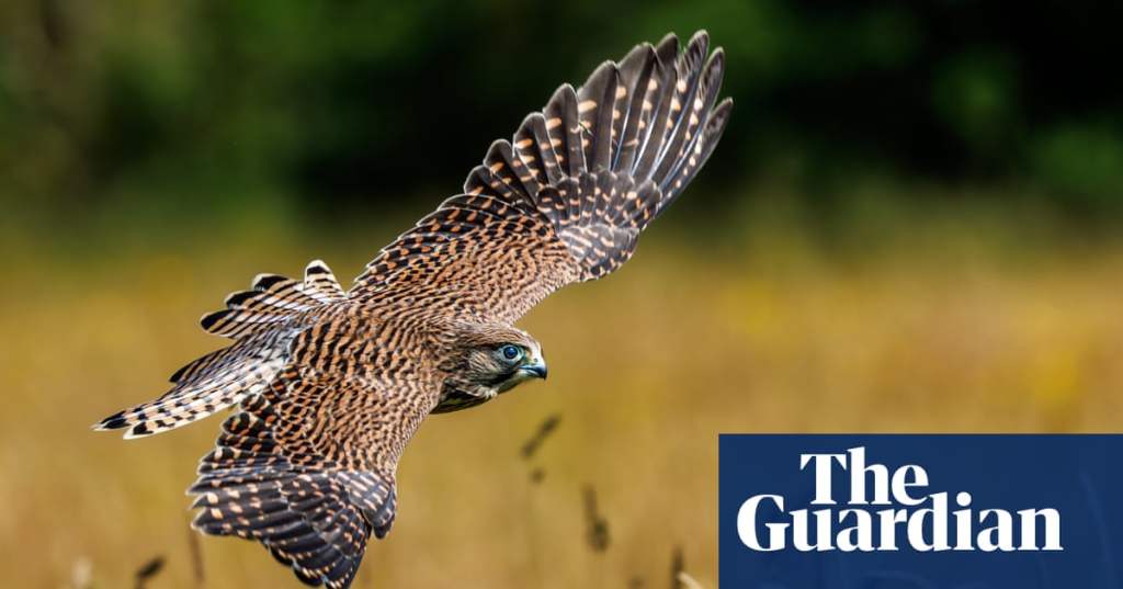 The Soaring Popularity of Birdwatching: A Hobby with&nbsp;Wings