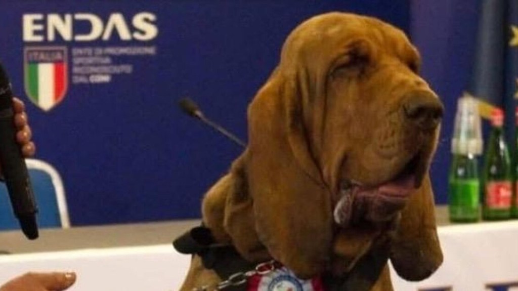 Nation Mourns as Heroic Dog Bruno Killed by Poisoned&nbsp;Bait