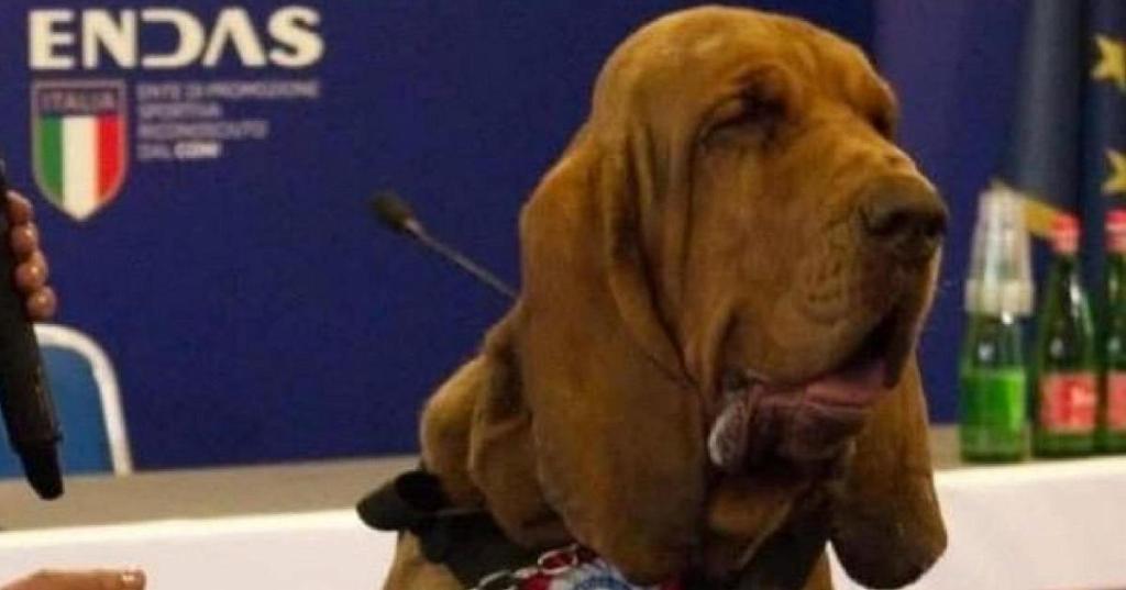 National Outrage Over the Tragic Killing of Heroic Sniffer Dog Bruno in&nbsp;Italy
