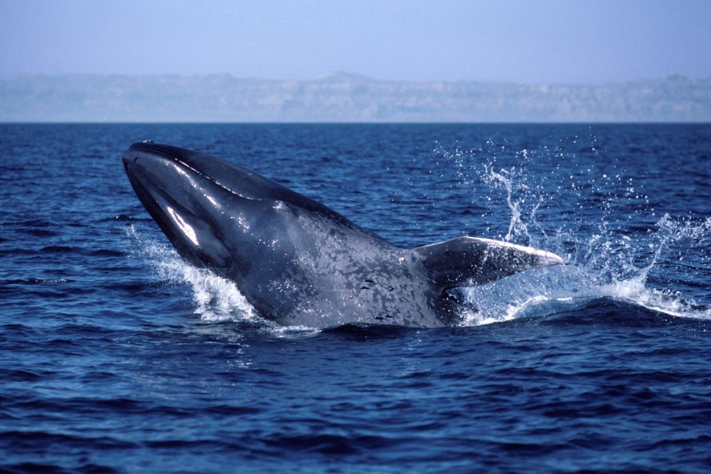 Silence in the Depths: The Troubling Silence of the Blue&nbsp;Whales
