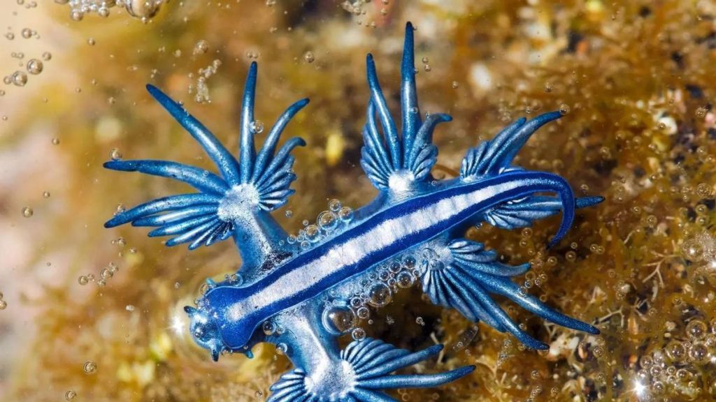Venomous Blue Dragons Prompt Beach Closures in&nbsp;Alicante