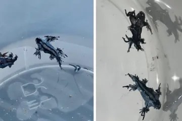 Venomous Blue Dragons Spur Beach Closures Along Spain’s Costa&nbsp;Blanca