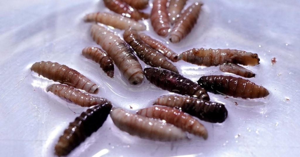 First Case of New World Screwworm Detected in U.S.&nbsp;Traveler