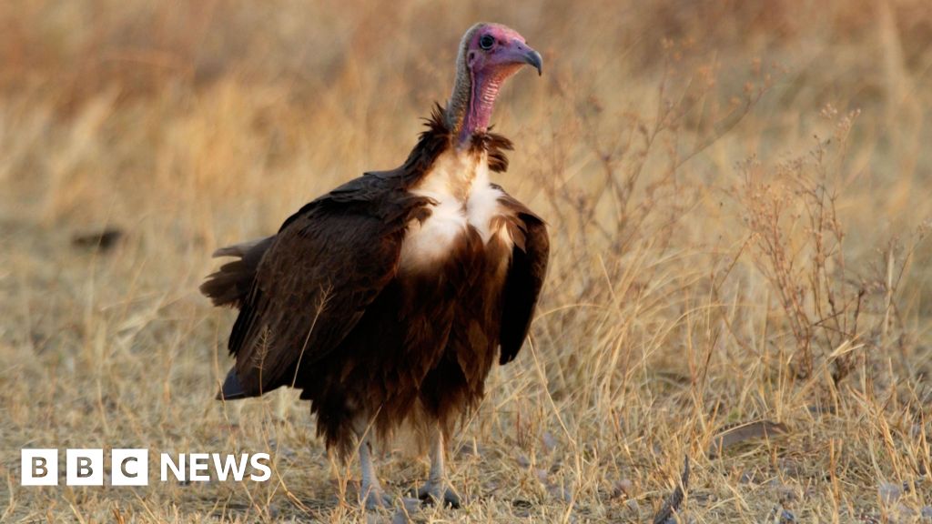 Wales Falconry Center Champions Conservation of Endangered African Hooded&nbsp;Vultures
