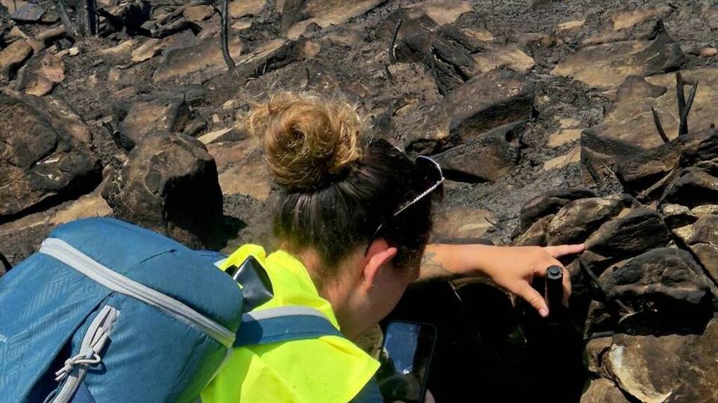 Unprecedented Wildfires in France: A Dual Battle Against Flames and Wildlife&nbsp;Catastrophe