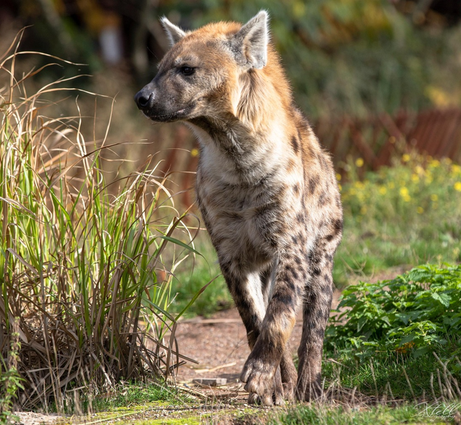 Brave Stag Party Attendee Survives Vicious Hyena Attack in South&nbsp;Africa